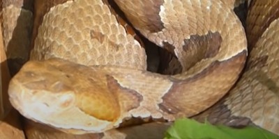 Seattle snake